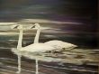 LOS CISNES.jpg